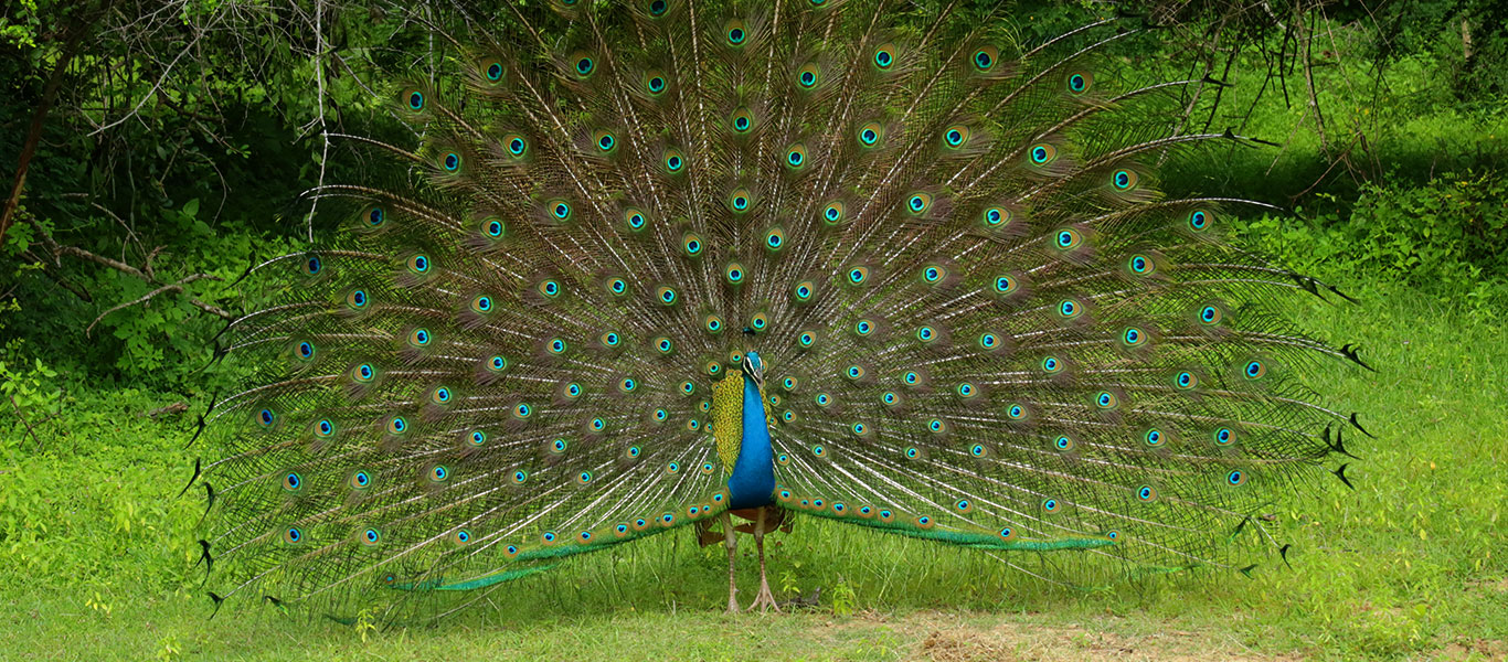 Yala National Park