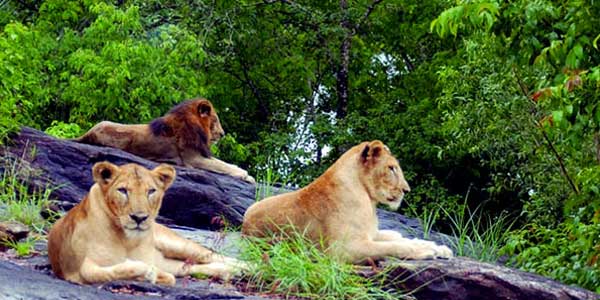 Yala National Park