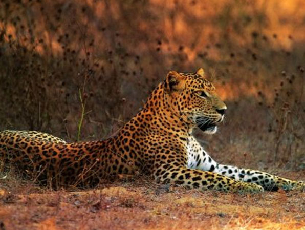 Yala National Park